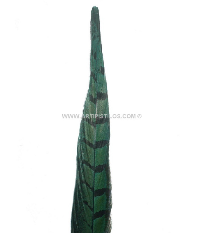 PLUMA DE FAISÁN 36 - 41 CMS.