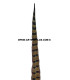 PHEASANT FEATHER 61/66 CMS.