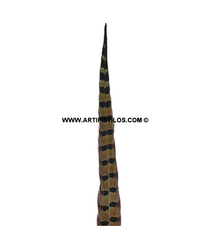 PHEASANT FEATHER 61/66 CMS.