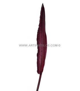 Pluma De Oca 30-34 Cms Burdeos 34 Cms. - colores para