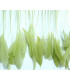 STRIPPED ROOSTER FEATHERS FIRST QUALITY  - 10 CMS.
