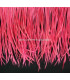 GOOSE BIOT FEATHER FIRST QUALITY -  10 CMS.