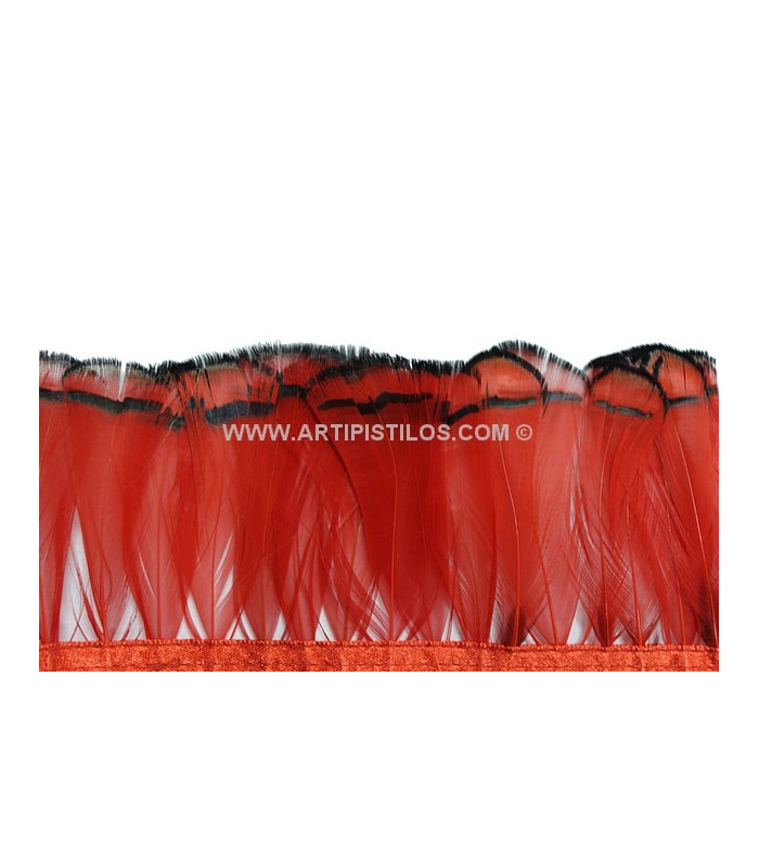 PENAS DE FAISAN LADY AMHERST 7-8 CMS. 20 CMS.