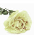 FABRIC ROSE 1ª QUALITY PAPYRUS EFFECT
