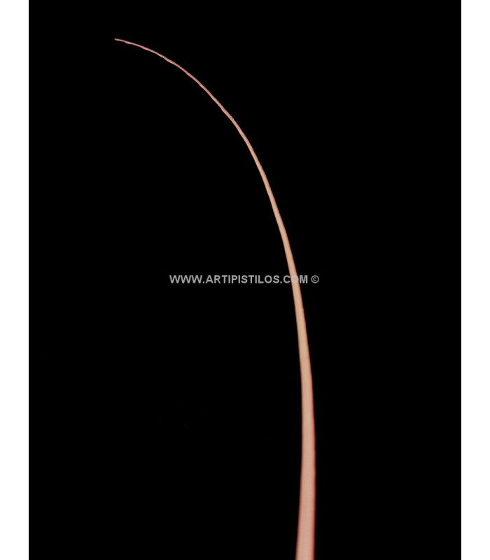 RAQUIS 51 - 56 cm