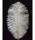 PLUMA DE AVESTRUZ 25-30 CMS.