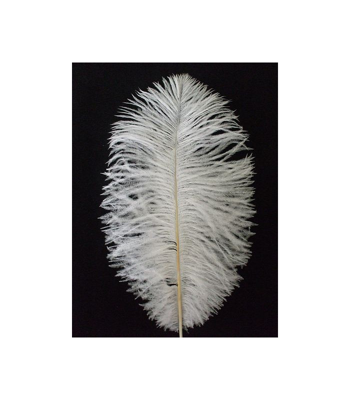PLUMA DE AVESTRUZ 25-30 CMS.