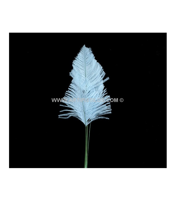 OSTRICH ARROW QUILLS