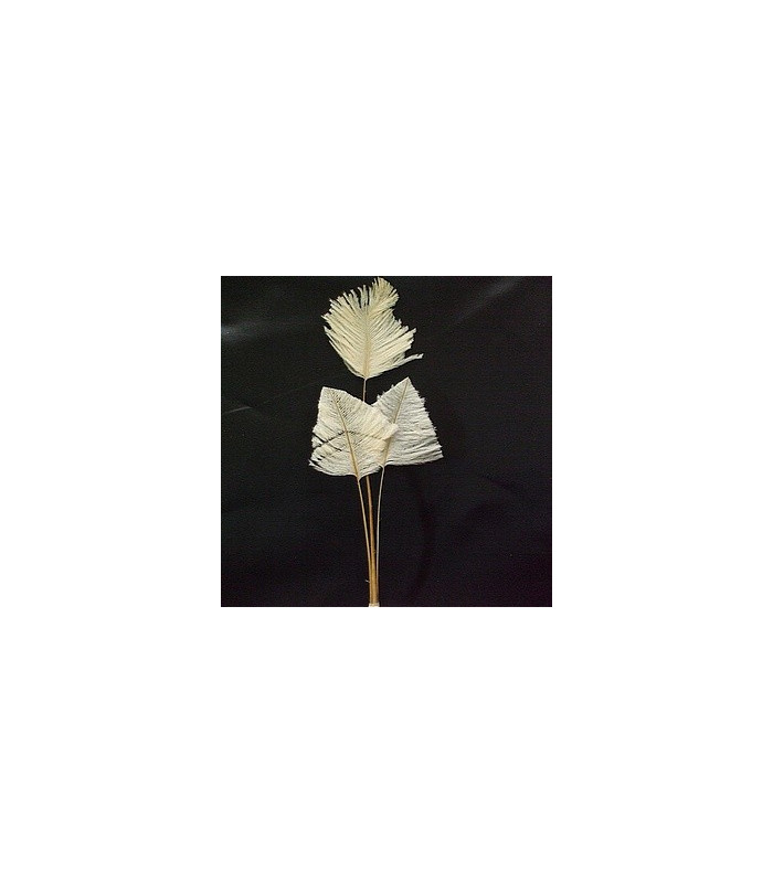 OSTRICH ARROW QUILLS