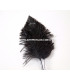 OSTRICH ARROW QUILLS