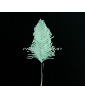 OSTRICH ARROW QUILLS