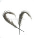 PACK DE 2 PLUMAS DE FAISÁN QUEMADO
