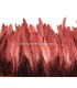 FRINGE FEATHERS COQUE