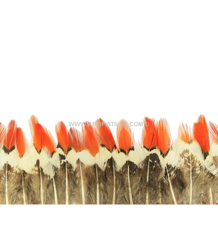 FRANJA DE PENAS DE FAISÃO