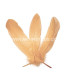 PLUMA DE OCA RASPADA 15 CMS.