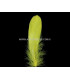 PLUMA DE OCA RASPADA 15 CMS.