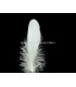 PLUMA DE OCA RASPADA 15 CMS.