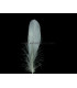 PLUMA DE OCA RASPADA 15 CMS.