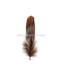 PLUMA DE OCA RASPADA 15 CMS.