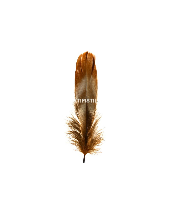PLUMA DE OCA RASPADA 15 CMS.