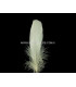 PLUMA DE OCA RASPADA 15 CMS.