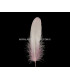 PLUMA DE OCA RASPADA 15 CMS.