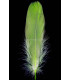 PLUMA DE OCA RASPADA 15 CMS.