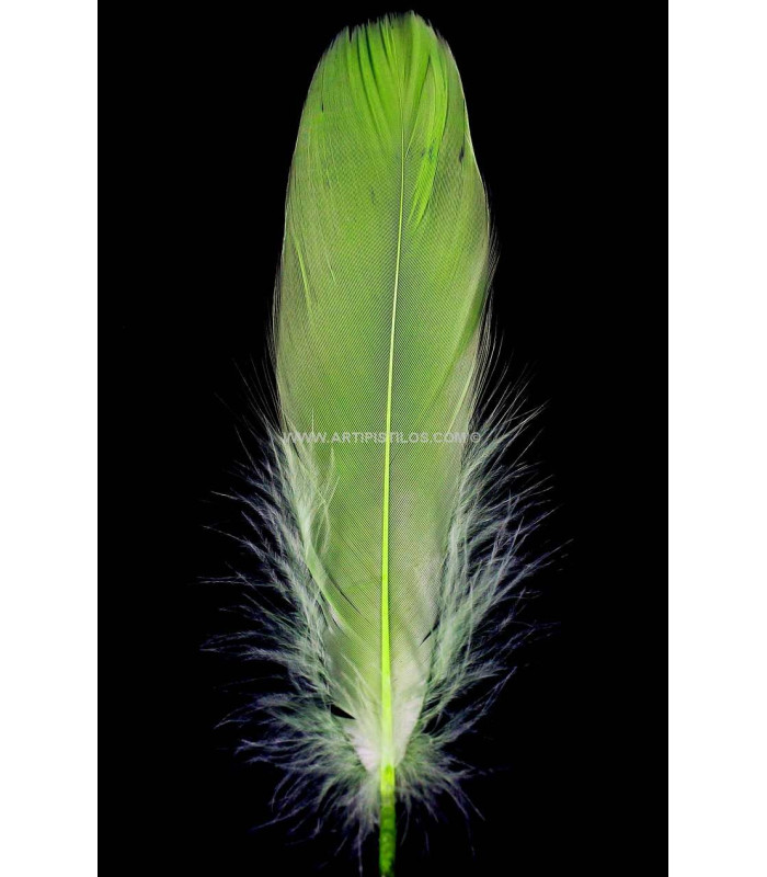PLUMA DE OCA RASPADA 15 CMS.
