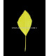 PLUMA DE PATO RECORTADA 15 CMS.