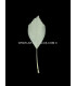 DUCK FEATHER CUT 15 CMS.