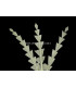 DUCK DIAMOND FEATHERS 15 CMS.