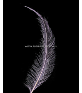 PLUMA QUEMADA DE GALLO 30 CMS.