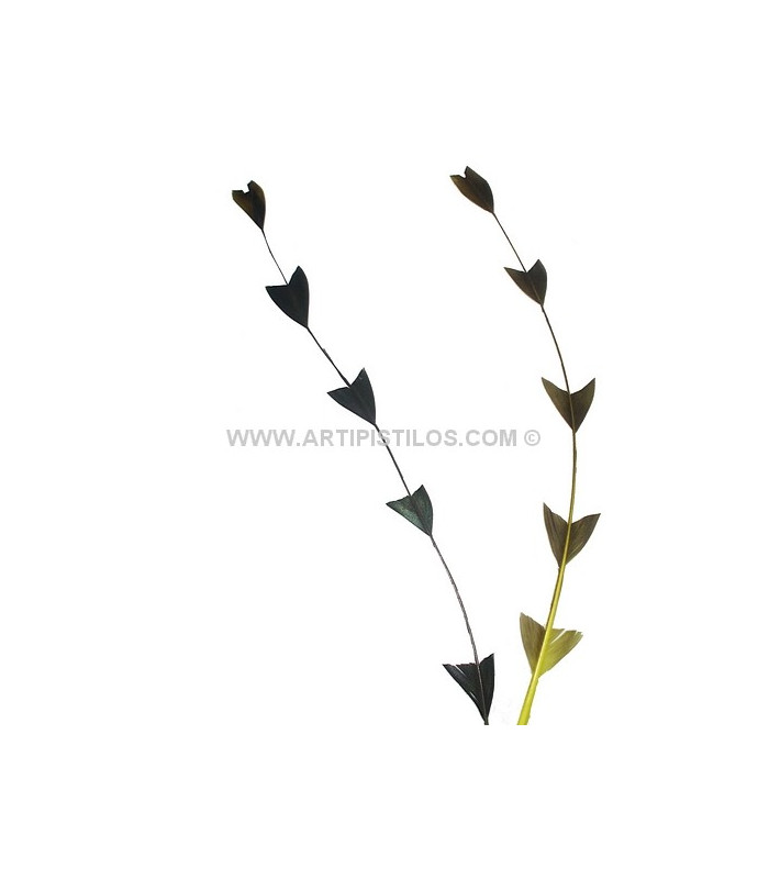 PLUMA RECORTADA ARROW BICOLOR 28 CMS.