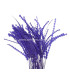 PLUMA DIAMOND 28 - 30 CMS.