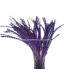 PLUMA DIAMOND 28 - 30 CMS.