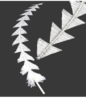 PLUMA DE AVESTRUZ RECORTADA 55 - 65 CMS.