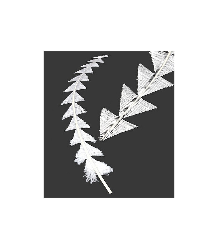 PLUMA DE AVESTRUZ RECORTADA 55 - 65 CMS.