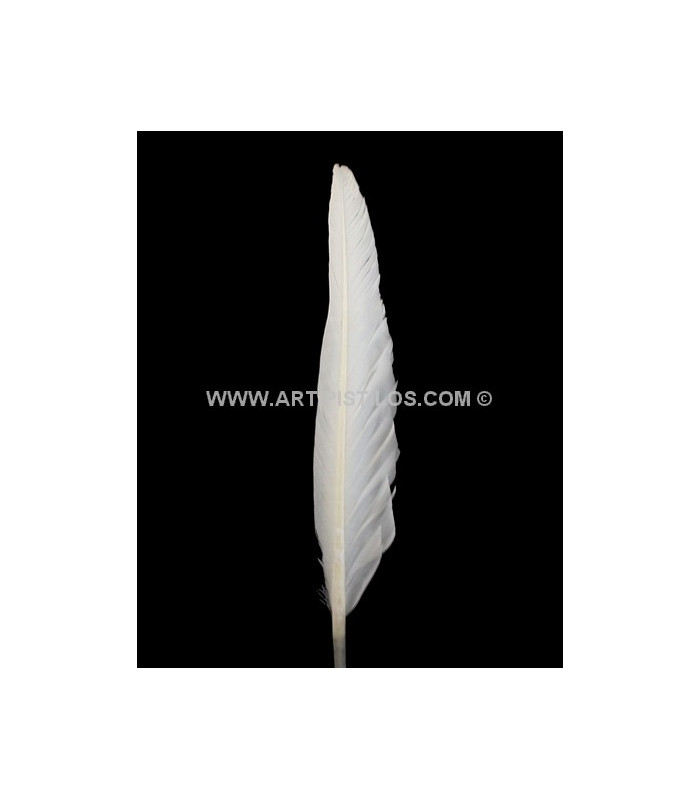 PLUMA DE OCA 25 CMS.