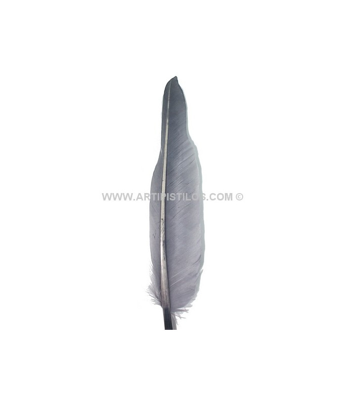 PLUMA DE OCA 25 CMS.