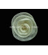 ROSA DE SINAMAY MEDIA 10 CMS.