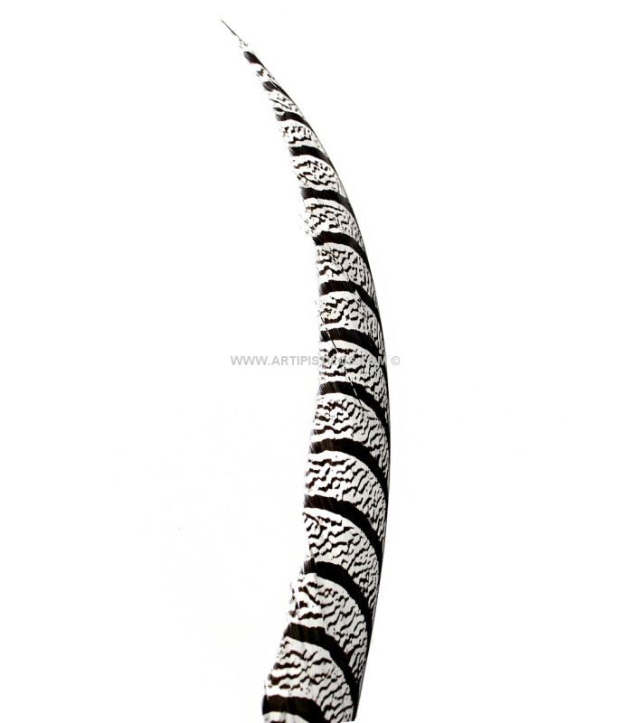 PHEASANT FEATHER LADY AMHERST 50-62,5 CMS.