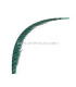 PHEASANT FEATHER LADY AMHERST 50-62,5 CMS.