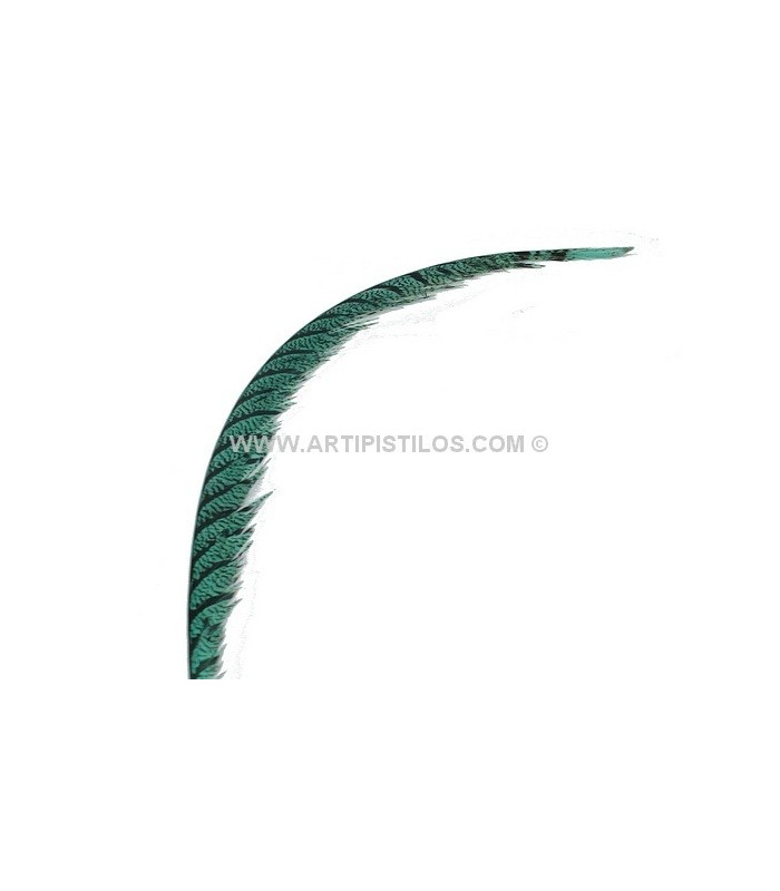 PLUMA DE FAISÁN LADY AMHERST 50-62,5 CMS.