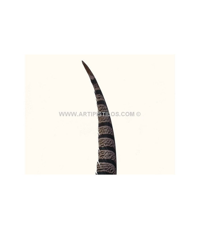 PHEASANT FEATHER LADY AMHERST 50-62,5 CMS.