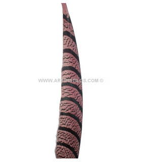 Pluma De Faisán Lady Amherst 50-62,5 Cms. Rosa 60 Cms. - colores para