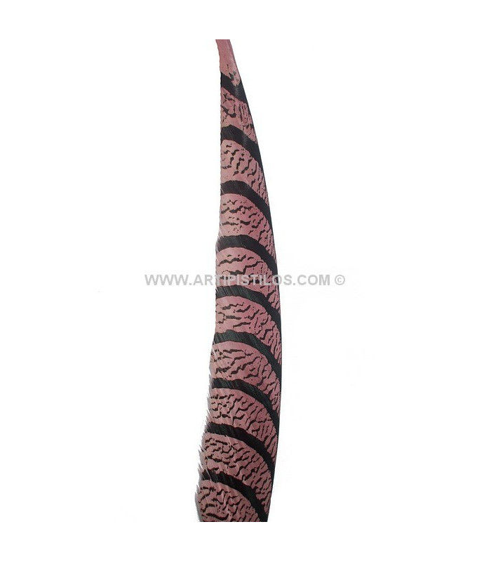 PHEASANT FEATHER LADY AMHERST 50-62,5 CMS.