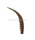 PHEASANT FEATHER LADY AMHERST 50-62,5 CMS.
