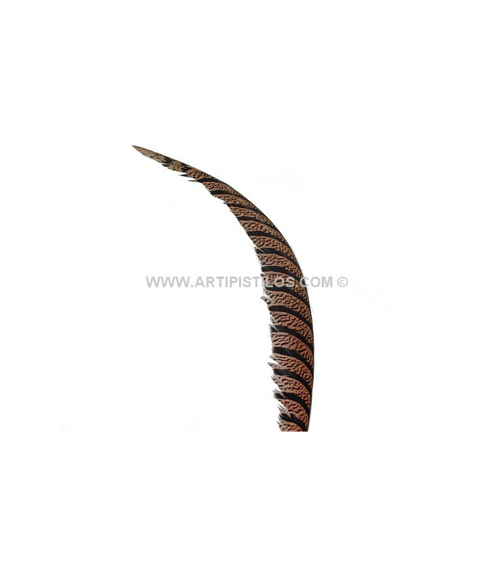 PHEASANT FEATHER LADY AMHERST 50-62,5 CMS.