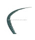 PHEASANT FEATHER LADY AMHERST 50-62,5 CMS.