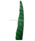 PHEASANT FEATHER LADY AMHERST 50-62,5 CMS.